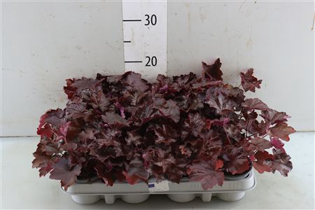 Heuchera