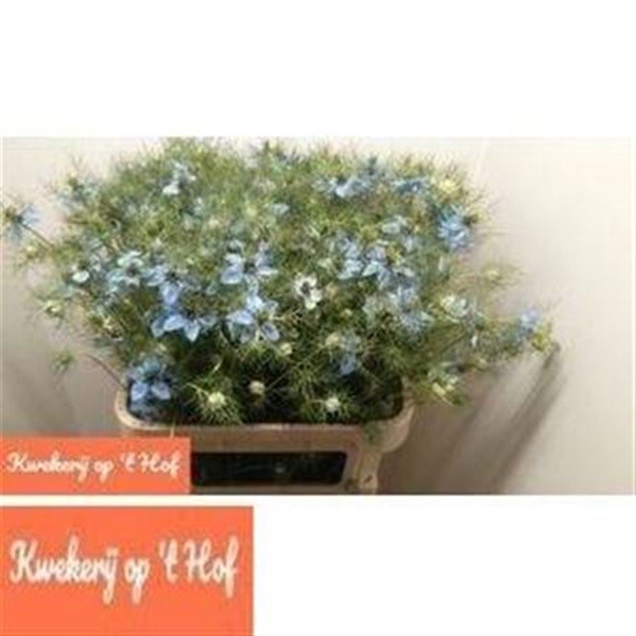 Nigella Jekyll Oxford P Blue