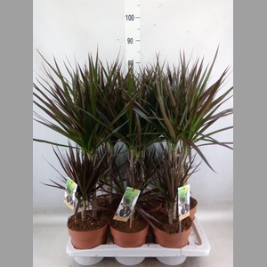 Dracaena marg. 'Magenta'