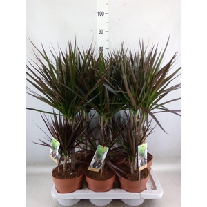 Dracaena marg. 'Magenta'