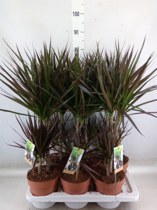 <h4>Dracaena marg. 'Magenta'</h4>