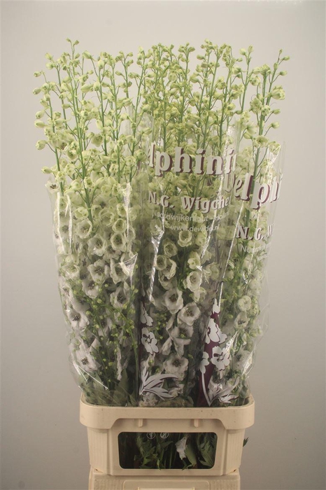 <h4>Delph El Dewi Rocket</h4>