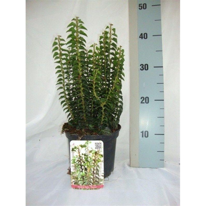 <h4>Hedera helix 'Erecta'</h4>