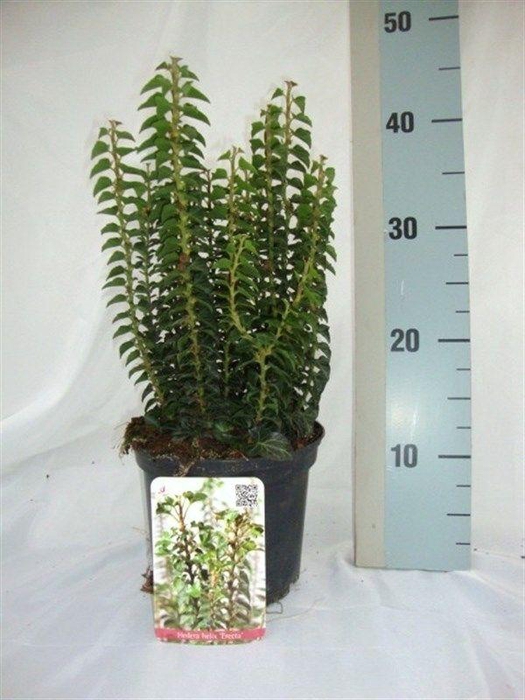 <h4>Hedera helix 'Erecta'</h4>