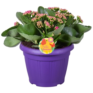 Hello Summer Kalanchoe Blossfeldiana in Patiopot Paars