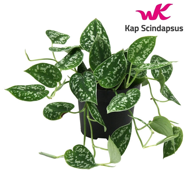 <h4>Scindapsus (Epipremnum) Pictus</h4>