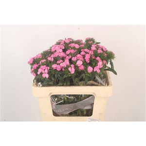 Di Barb Breanthus Earl Pale Pink