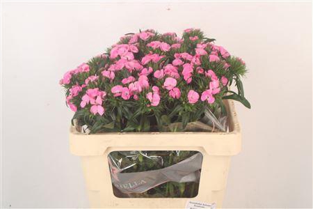 <h4>Di Barb Breanthus Earl Pale Pink</h4>