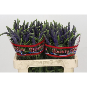 Veronica Skyler Blue