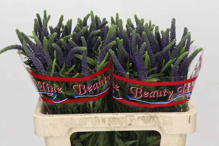 <h4>Veronica Skyler Blue</h4>