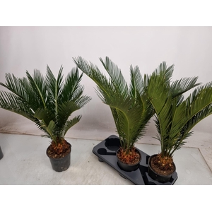 CYCAS REVOLUTA