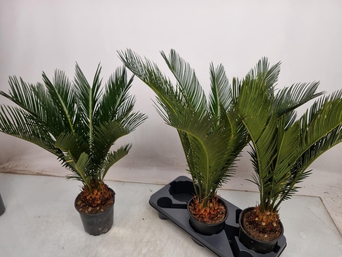 <h4>CYCAS REVOLUTA</h4>