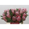 Protea Pink Ice