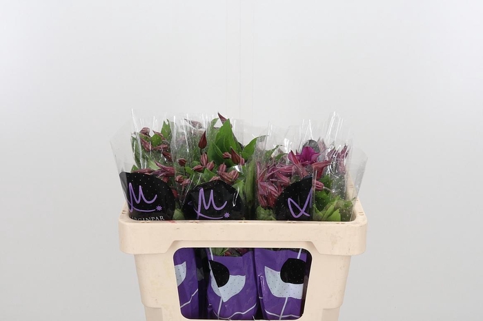 <h4>Clem Amazing Kyiv</h4>