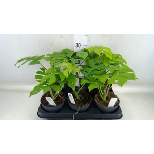 Monstera delic. 'Little Sister'