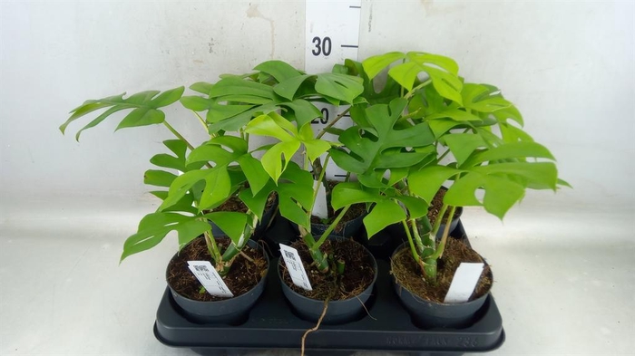 <h4>Monstera delic. 'Little Sister'</h4>