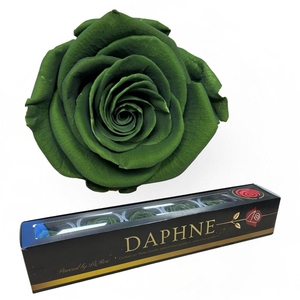 R Preserved Olive Green Xl