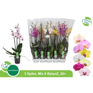 PHAL GEM 8 KL