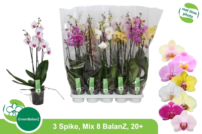 <h4>PHAL GEM 8 KL</h4>