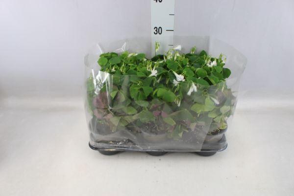 <h4>Oxalis   ...</h4>
