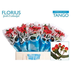 HYPERICUM  'COCO TANGO'