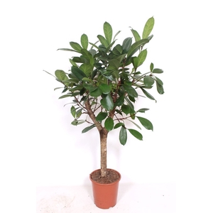 Ficus cyathistipula