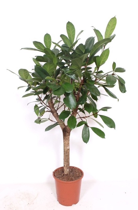 Ficus cyathistipula