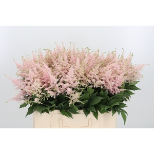 Astilbe Europa Roze