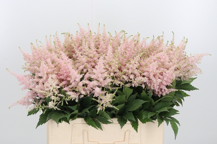<h4>Astilbe Europa Roze</h4>