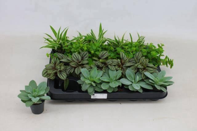 <h4>KAMERPL GEM OV</h4>