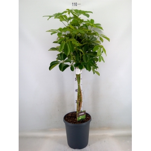 Schefflera arbor. 'Compacta'
