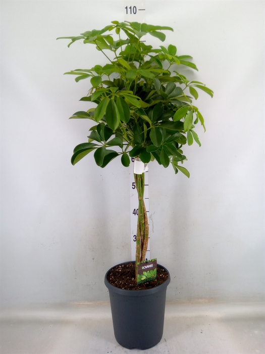 <h4>Schefflera arbor. 'Compacta'</h4>