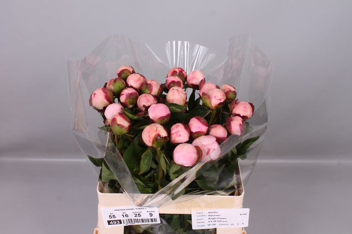 <h4>Paeonia Angel Cheeks</h4>