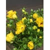 RANUNCULUS CLOONEY LADY
