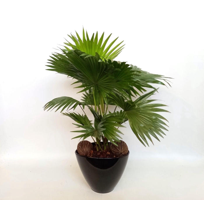 <h4>Livistona in Stockholm zwart nr 41</h4>