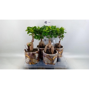Ficus microcarpa 'Ginseng'