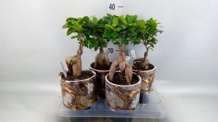 <h4>Ficus microcarpa 'Ginseng'</h4>