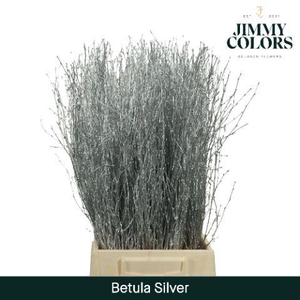Betula L60 Mtlc. Silver