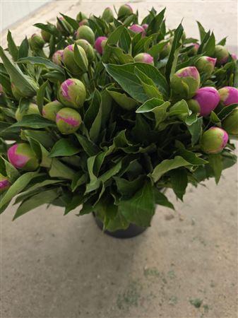 <h4>Paeonia L Mr Jules Elie 50 Cm</h4>