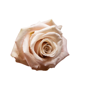 R Gr Quicksand Sandy 50cm EC