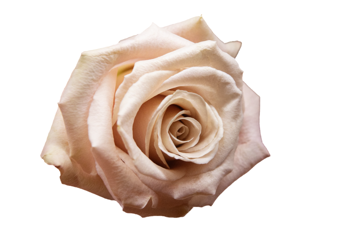 <h4>R Gr Quicksand Sandy 50cm EC</h4>