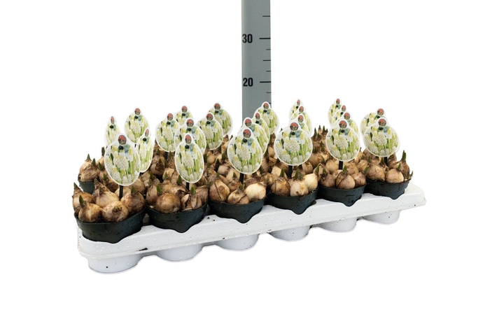 <h4>Muscari Casablanca</h4>