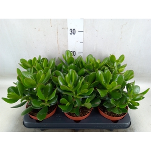 Crassula  'Magical Tree'
