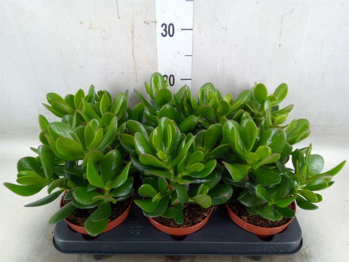 <h4>Crassula  'Magical Tree'</h4>