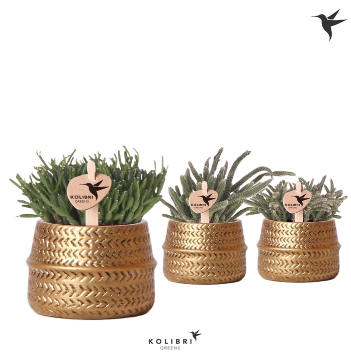 <h4>Kolibri Greens Rhipsalis mix in Groove pot gold</h4>