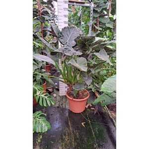 Alocasia Regal Shields