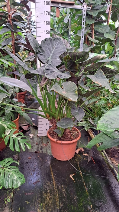 <h4>Alocasia Regal Shields</h4>