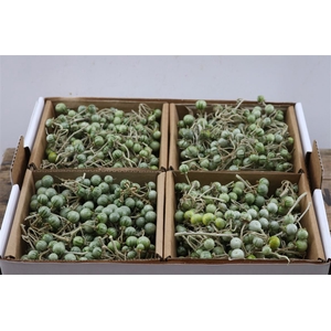 Sier Cuc Solanum Mix X4 Green