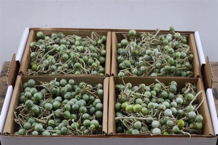 Sier Cuc Solanum Mix X4 Green