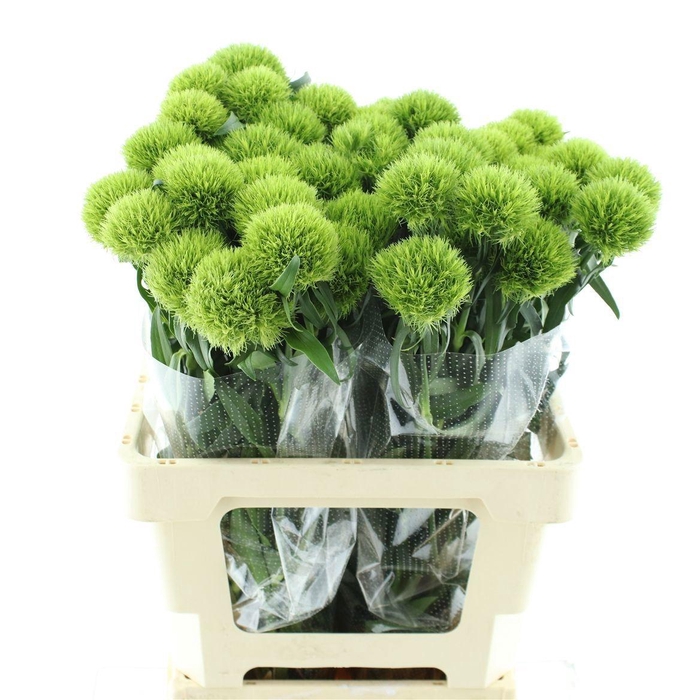 <h4>DI BARB KIWI MELLOW</h4>